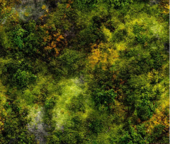 NATURALEZA MUSGO