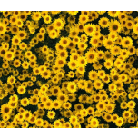 NATURALEZA GIRASOLES