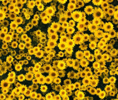NATURALEZA GIRASOLES